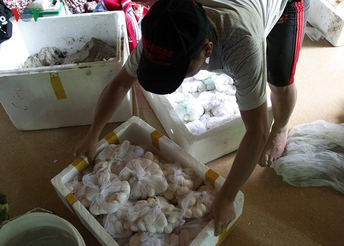 Rắn không chỉ mang lại nguồn thu nhập lớn do bán rắn lấy thịt thu lại, mà đến tầm tháng 5-6 mùa sinh sản của rắn, người dân tại nơi đây lại có 1 nguồn thu đáng kể từ việc bán trứng rắn cho các thương lái.