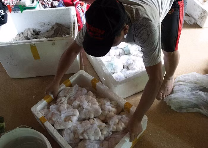 Rắn không chỉ mang lại nguồn thu nhập lớn do bán rắn lấy thịt thu lại, mà đến tầm tháng 5-6 mùa sinh sản của rắn, người dân tại nơi đây lại có 1 nguồn thu đáng kể từ việc bán trứng rắn cho các thương lái.