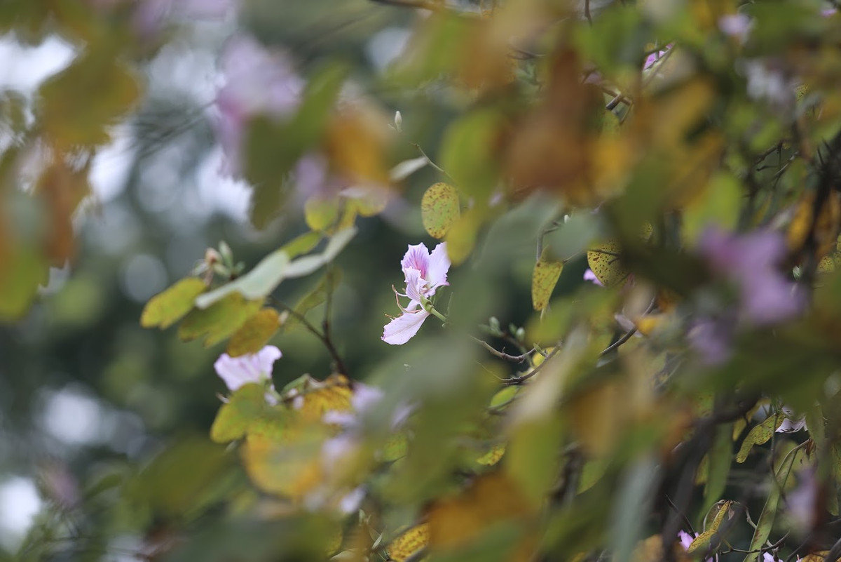 Những đoạn đường Bắc Sơn - Hoàng Diệu, Nguyễn Du - Trương Hán Siêu, Điện Biên Phủ, Thanh Niên, Trần Duy Hưng, Trần Phú là nơi có nhiều hoa ban nở.