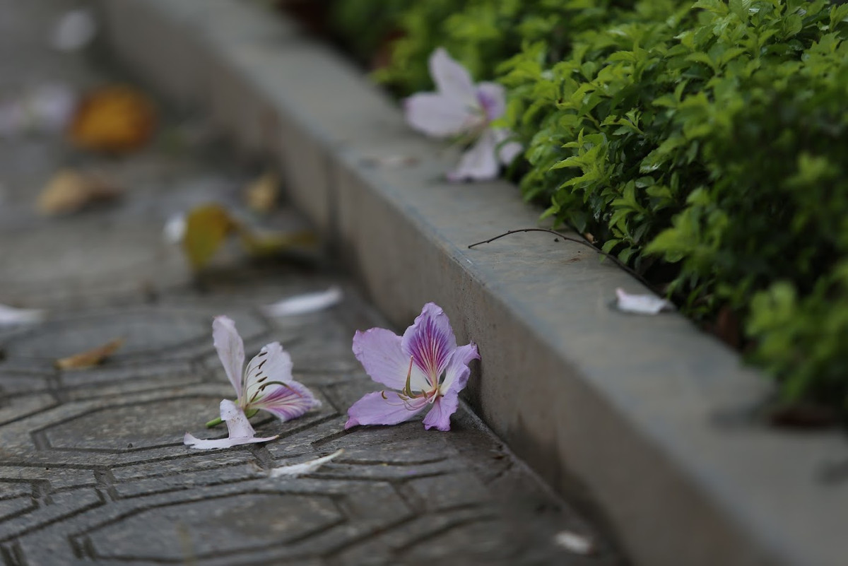 Ngoài đường Hoàng Diệu thì Phố Nguyễn Du, men theo bờ hồ Thiền Quang là một tuyến đường trồng nhiều hoa ban tím đang nở rực rỡ.