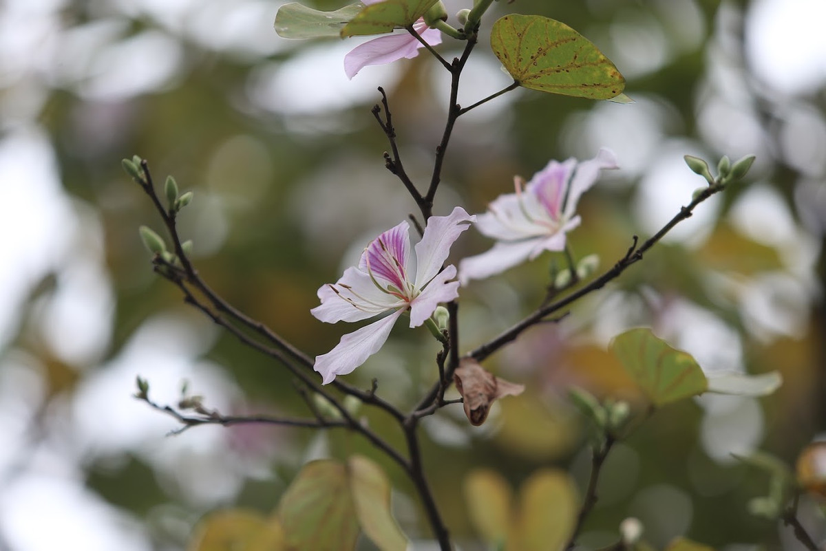 Trong thời gian hoa ban nở ở Hà Nội, nhiều bạn trẻ đã tranh thủ ghi lại những bức hình đáng nhớ với loài hoa của núi rừng Tây Bắc này.