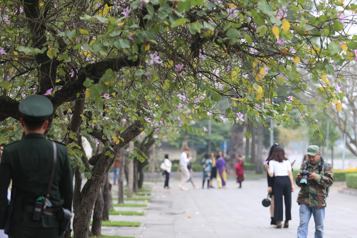 Nhiều bạn trẻ đã dành chút thời gian diện áo dài và chụp ảnh lưu niệm mùa hoa ban nở ở Hoàng Diệu.