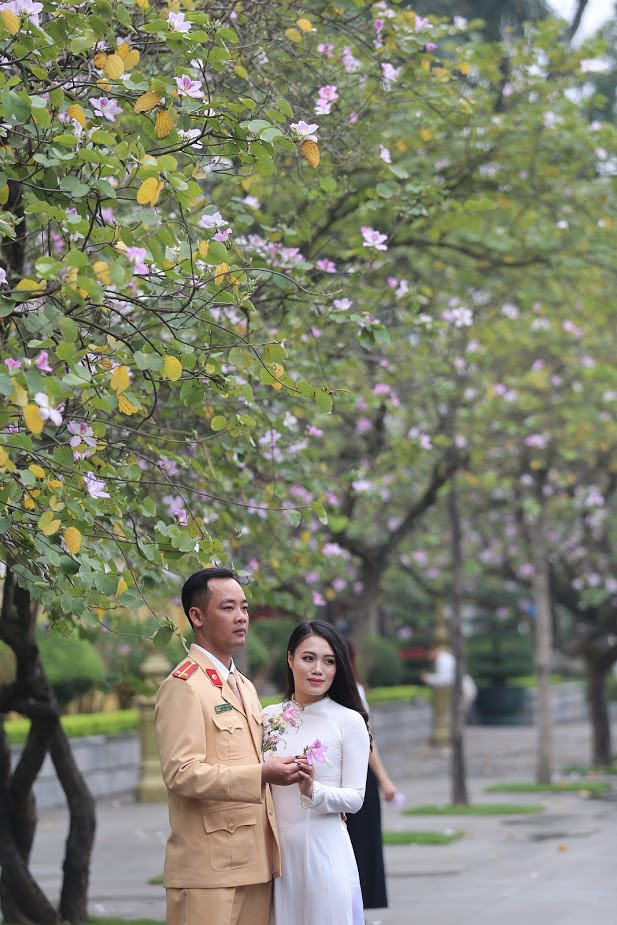 Hoa ban ở các con phố Hà Nội đã nở rất nhiều và có thể còn tươi tới hết tuần này nếu thời tiết thuận lợi, không mưa lớn.