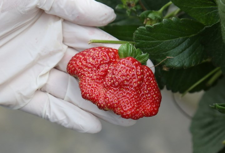 Giống dâu sau khi nhập về được trồng trong giá thể xơ dừa khoảng 3 tháng là có thể thu hoạch. Thời gian thu hoạch kéo dài khoảng 8 tháng, sau đó thay thế đợt dâu mới.