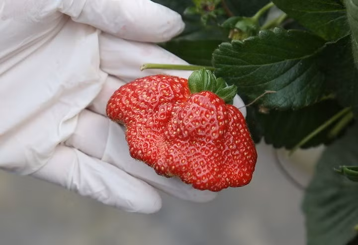 Giống dâu sau khi nhập về được trồng trong giá thể xơ dừa khoảng 3 tháng là có thể thu hoạch. Thời gian thu hoạch kéo dài khoảng 8 tháng, sau đó thay thế đợt dâu mới.