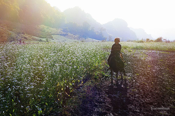 Tôi vẫn còn nhờ những cánh hoa tam giác mạch lay động trong làn gió giữa thung lũng đá từ những thước phim “Lặng yên dưới vực sâu”. Đó là câu chuyện tình yêu buồn của vùng đất tam giác mạch và cũng gắn với loài hoa này.