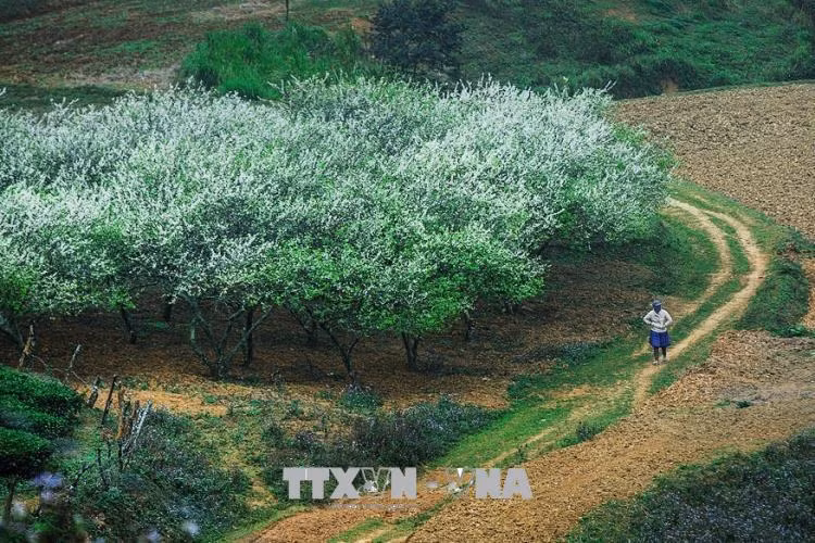 Hoa mận nở rộ trên các lối mòn hay ở bất cứ đâu khi mùa xuân về trên cao nguyên Mộc Châu.