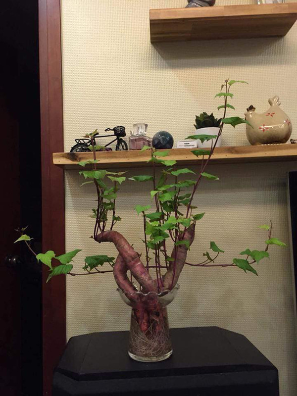 Thay vì trồng hành tây, các cô nàng khéo tay nhanh chóng nảy ra ý tưởng thay thế bằng trồng củ khoai bonsai.