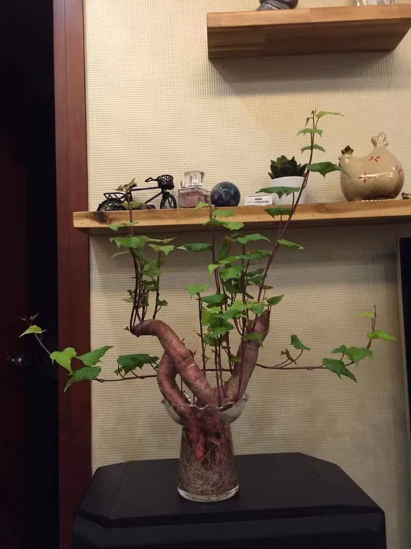 Thay vì trồng hành tây, các cô nàng khéo tay nhanh chóng nảy ra ý tưởng thay thế bằng trồng củ khoai bonsai.