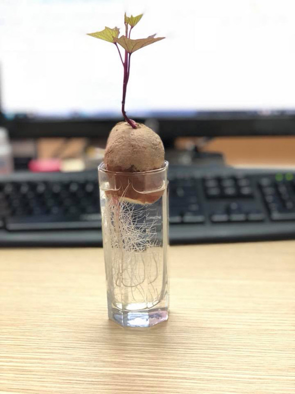 Không ít người đã được thơm lây khi khoe thành quả của mình với các củ khoai bonsai độc đáo.