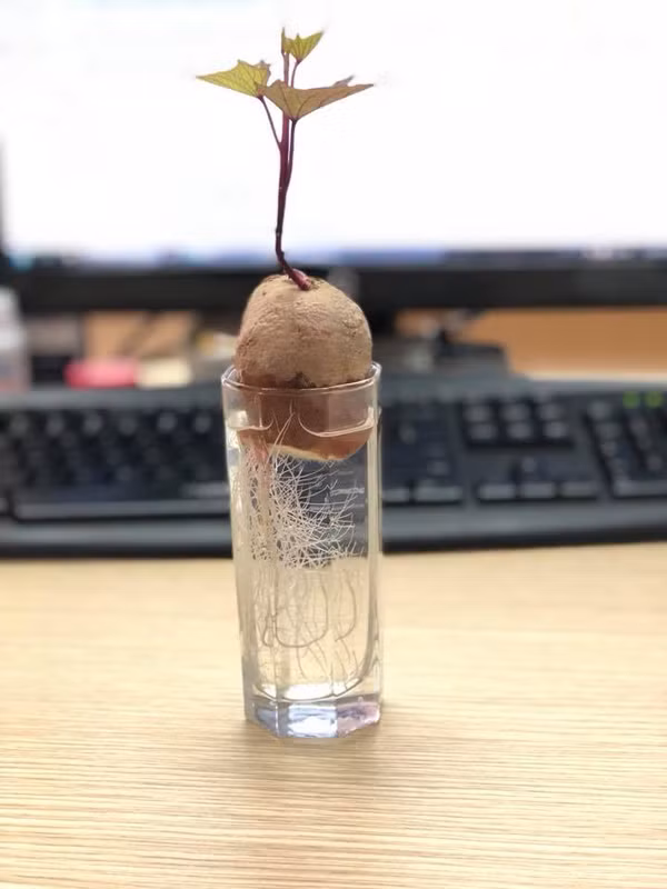 Không ít người đã được thơm lây khi khoe thành quả của mình với các củ khoai bonsai độc đáo.