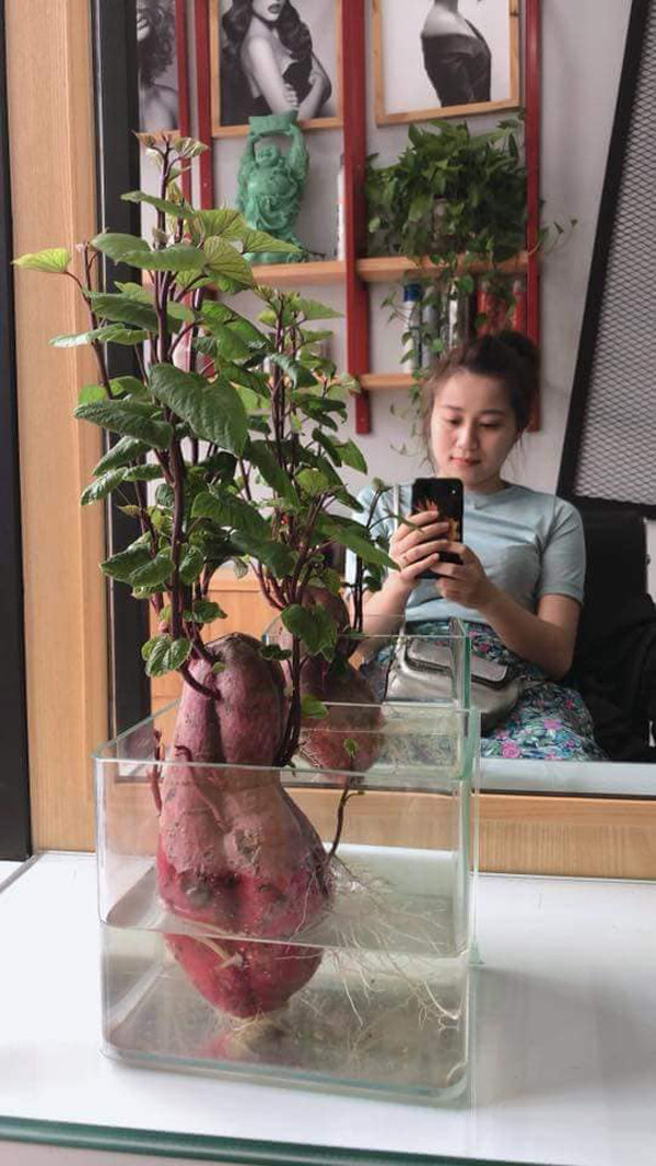 Thành quả khiến ai cũng bất ngờ. Bonsai củ khoai được trồng trong những cốc nước nhỏ bé với những mầm non mới nhú hay lá xanh mơn mởn đã thu hút được đông đảo sự chú ý, thích thú.