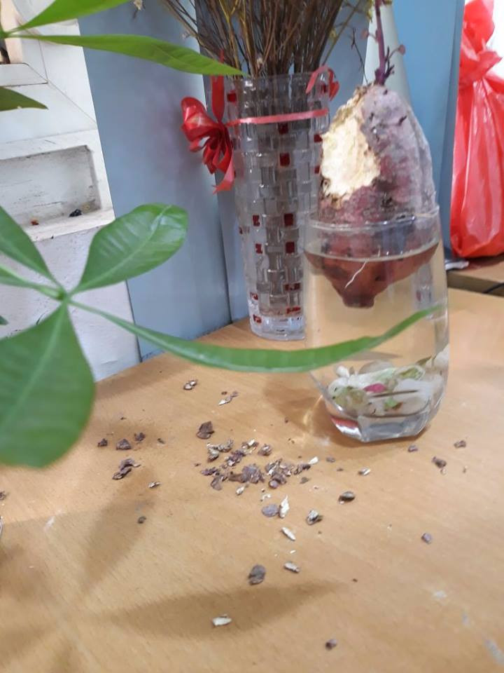 Ngay dưới loạt hình ảnh về cây cảnh bonsai đặc biệt trên, không ít người bày tỏ sự thích thú về ý tưởng đầy sáng tạo và khả thi này. Nickname Minh Ti bình luận: "Đúng là tuyệt vời quá, vừa có đồ để trang trí bàn làm việc mà vừa không lo tốn tiền.