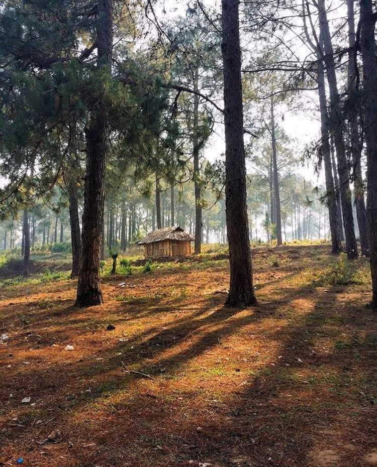 Để tới đây, từ trung tâm thị trấn Mộc Châu, bạn đi theo quốc lộ 43 khoảng 2 km, Bản Áng sẽ hiện ra với vẻ mờ mờ, ảo ảo. Ảnh: Tuanlee.