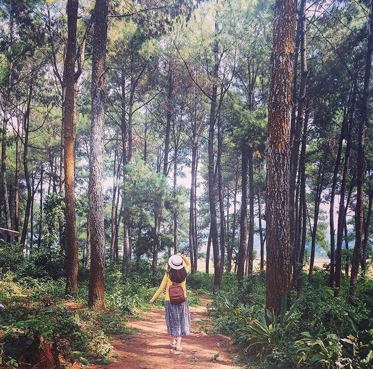 Rừng thông Bản Áng thuộc xã Đông Sang, huyện Mộc Châu, tỉnh Sơn La, rộng 43 ha với sự kết hợp của hai loại thông là thông địa phương và thông Đà Lạt, và 5 ha hồ nước tự nhiên. Ảnh: Vyvy205.