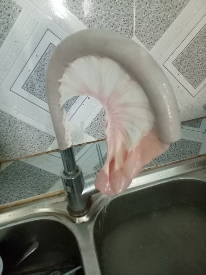 Muốn làm lòng sạch thì việc gì phải mất thời gian ngồi tuốt, hãy sử dụng chiếc vòi rửa bát. Đây là sự sáng tạo của một nàng dâu mới khi về nhà chồng thực hiện món lòng xào rau răm.