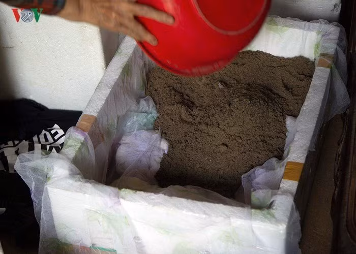 Trứng rắn có vỏ rất mềm, nếu không cẩn thận chạm móng tay vào cũng có thể làm thủng trứng. Trứng rắn sau khi lấy về được người dân phủ cùng cát, để quả trứng được căng.