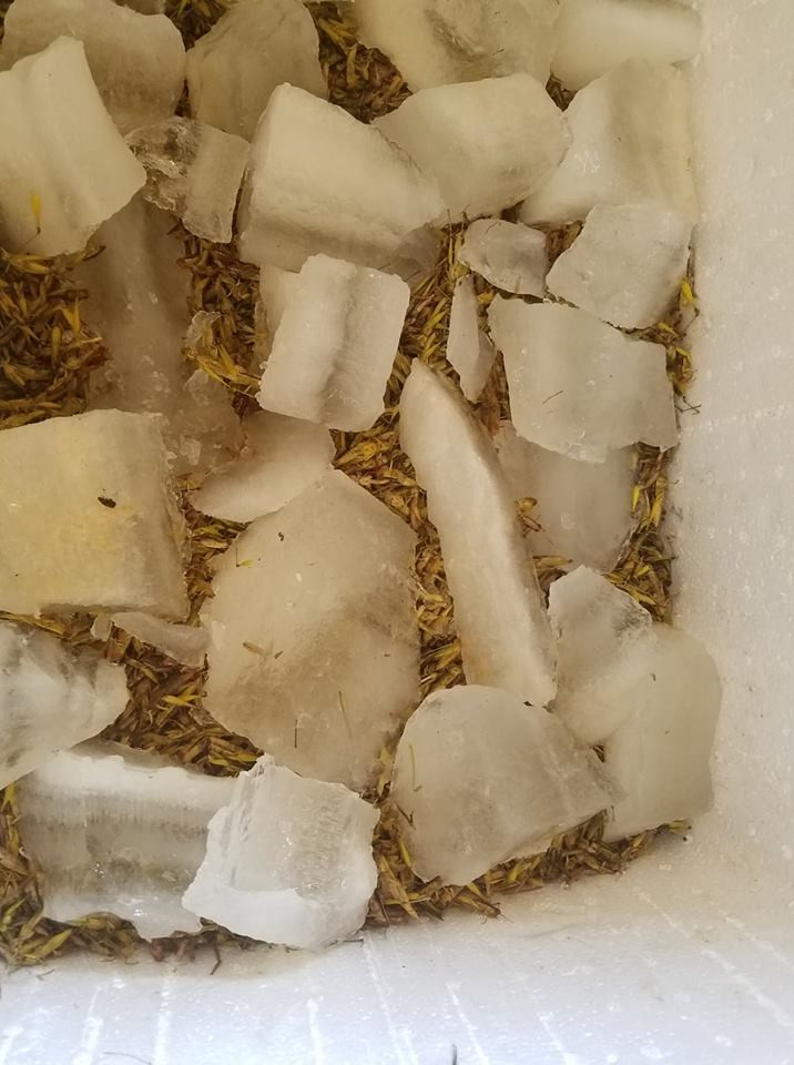 Bảo quản châu chấu bằng đá ướp lạnh để trong hộp xốp.