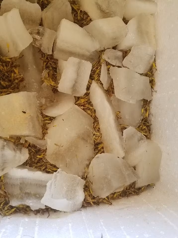 Bảo quản châu chấu bằng đá ướp lạnh để trong hộp xốp.