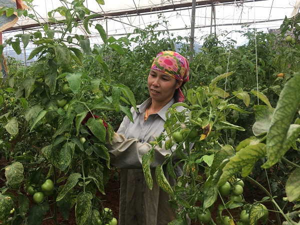 Song khoe, thu kha tien nho trong ca chua VietGAP trai sai “phat hon”