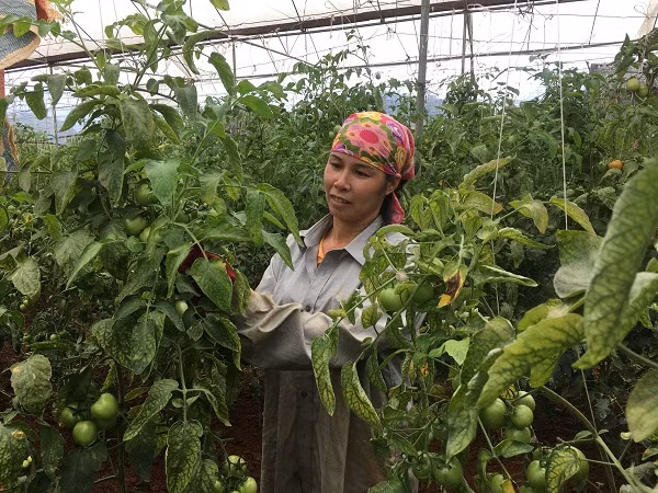 Song khoe, thu kha tien nho trong ca chua VietGAP trai sai “phat hon”