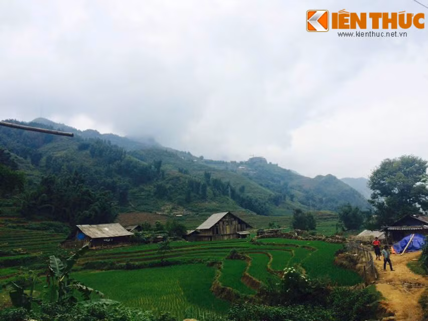 Mùa hè là mùa những người dân bản địa ở Sapa bắt đầu gieo những cây mạ non xanh lên những thửa ruộng bậc thang mới cải tạo sau vụ thu đông.