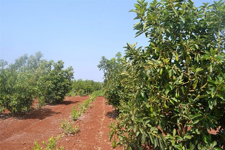 Với giá bán thường cao gấp từ 3-7 lần so với bơ thường, bơ sáp là loại cây trồng đang được các nhà vườn tăng thêm diện tích. (Ảnh: Báo NNVN)