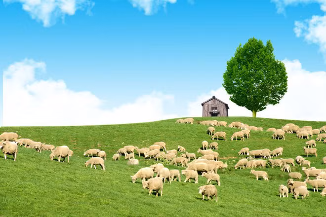 Cánh đồng cừu được người yêu Xuân Trường đăng tải có tên Deagwallyeong’s Sheep Farm đẹp nhất Gangwon - Hàn Quốc.