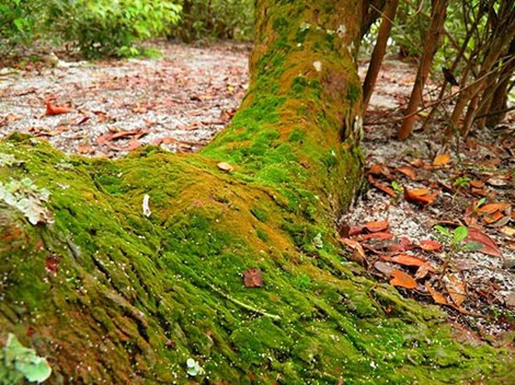 Hình thù đầy rêu phong của gốc trâm bầu. Các nhà khoa học Mỹ nói trâm bầu có chất Combretastatin khi được dùng chung với một số chất kháng ung thư khác như carboplatin, cisplatin, vinblastin, phối hợp xạ trị hoặc hóa trị, thuốc có thể tiêu diệt 95% tế bào ung thư.