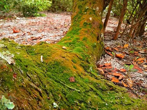 Hình thù đầy rêu phong của gốc trâm bầu. Các nhà khoa học Mỹ nói trâm bầu có chất Combretastatin khi được dùng chung với một số chất kháng ung thư khác như carboplatin, cisplatin, vinblastin, phối hợp xạ trị hoặc hóa trị, thuốc có thể tiêu diệt 95% tế bào ung thư.