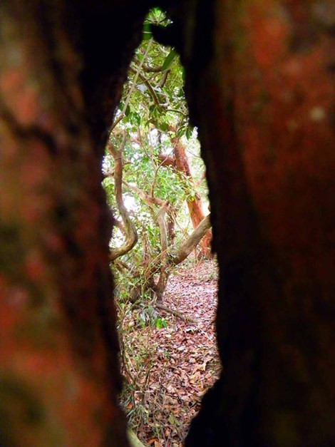 Người làng lấy hạt trâm bầu làm thuốc chữa bệnh giun rất hiệu nghiệm.