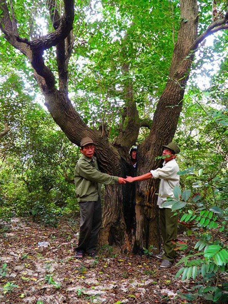 Có những gốc trâm bầu đến ba người ôm.
