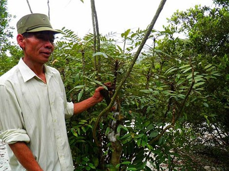 Dưới tán trâm bầu là quần thể sâm Mã Lai mà người làng gọi là cây bách bệnh có tác dụng chữa yếu sinh lý nam rất tốt.