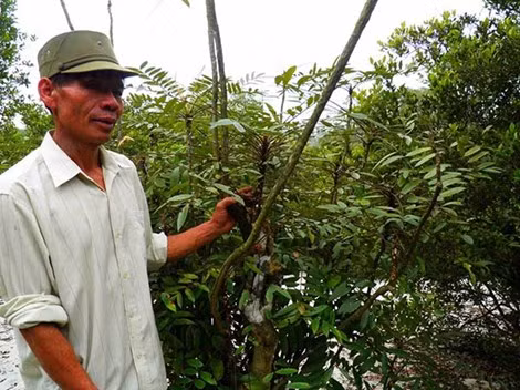 Dưới tán trâm bầu là quần thể sâm Mã Lai mà người làng gọi là cây bách bệnh có tác dụng chữa yếu sinh lý nam rất tốt.