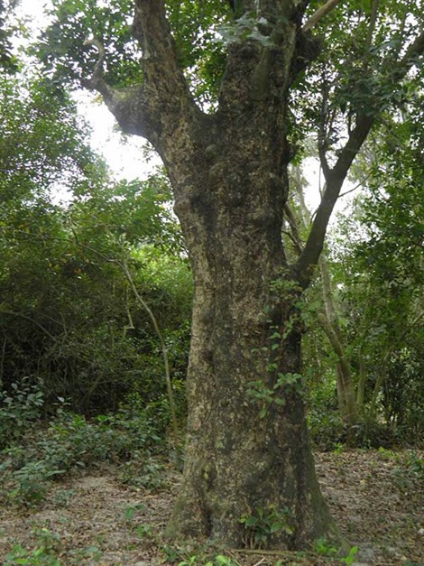 Thi thoảng trong khu rừng này mọc lên những cây thị to lớn, sần sùi, mùa quả chín thơm phức.