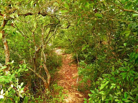 Ngõ làng ra biển ken dày trâm bầu. Năm 2000, nhóm nghiên cứu của Đại học Toyama (Japan) cùng với GS. Trần kim Quy, Đại học Khoa học tự nhiên TP.HCM đã tìm ra 7 chất có cấu trúc saponin triterpene dạng cycloartan từ lá trâm bầu có tác dụng ức chế độc tính chủng tế bào ung thư 26L5.