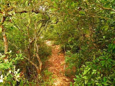 Ngõ làng ra biển ken dày trâm bầu. Năm 2000, nhóm nghiên cứu của Đại học Toyama (Japan) cùng với GS. Trần kim Quy, Đại học Khoa học tự nhiên TP.HCM đã tìm ra 7 chất có cấu trúc saponin triterpene dạng cycloartan từ lá trâm bầu có tác dụng ức chế độc tính chủng tế bào ung thư 26L5.