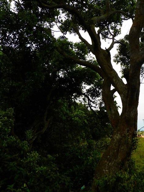 Nay người dân ít dùng lá nên độ ẩm giữ nước trên cát được lâu, cây càng xanh tươi vào mùa hạ.