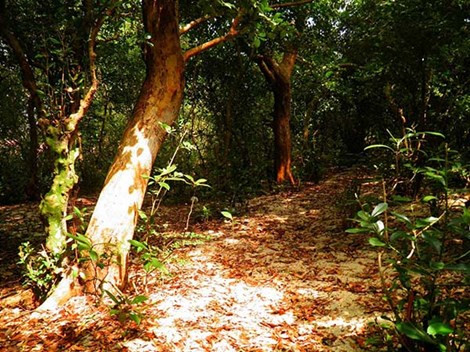 Nước từ lá cây trâm bầu uống vào có tác dụng lợi mật, lợi tiểu.