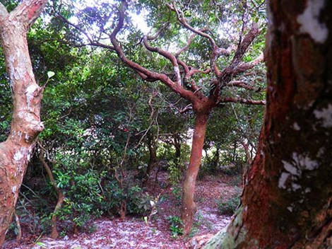 Trong rừng trâm bầu là vương quốc của các loài chim như sáo, chào mào, cu gáy, ưng…và vô số loài bò sát lưỡng cư.