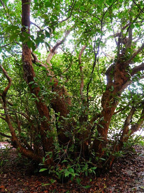 Các chuyên gia của tổ chức bảo tồn động vật và thực vật quốc gia nói khu rừng trâm bầu trên là độc nhất vô nhị về tính thuần chủng trên cát ven biển, cần bảo tồn nguyên trạng.