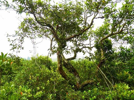 Bên cạnh kháng ung thư, nhóm nghiên cứu cũng đã thành công trong việc phân lập và xác định được cấu trúc của hơn 30 chất trong dịch chiết Metanol của lá và hạt trâm bầu có tác dụng chống lại các tác nhân gây tổn thương cho các tế bào gan.