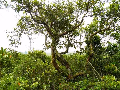 Bên cạnh kháng ung thư, nhóm nghiên cứu cũng đã thành công trong việc phân lập và xác định được cấu trúc của hơn 30 chất trong dịch chiết Metanol của lá và hạt trâm bầu có tác dụng chống lại các tác nhân gây tổn thương cho các tế bào gan.