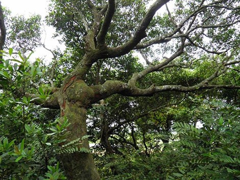 Gần 500 năm nay người làng góp lúa nuôi 11 thành viên giữ rừng trâm bầu. Hiện tại mỗi năm mỗi khẩu góp 3 kg lúa để giúp đội giữ rừng.