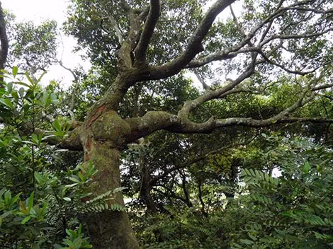 Gần 500 năm nay người làng góp lúa nuôi 11 thành viên giữ rừng trâm bầu. Hiện tại mỗi năm mỗi khẩu góp 3 kg lúa để giúp đội giữ rừng.