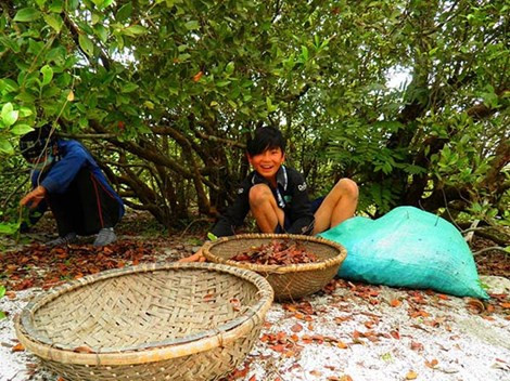 Người dân ghi vào hương ước bảo vệ trâm bầu, không chặt phá mà chỉ lấy lá khô về đun nấu.