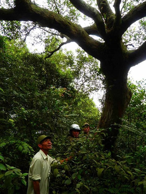Để tồn tại trên cát trắng, rừng trâm bầu phải thích nghi với cuộc sống khắc nghiệt.