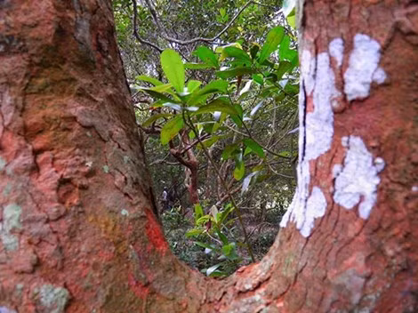 Bát ngát xanh trong một góc rừng trâm bầu cổ bên bờ biển gầm gào sóng lớn.Không ai biết rừng trâm bầu bao nhiêu tuổi nhưng nó được giữ gìn đến gần 500 năm.