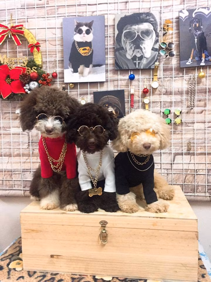 Hình ảnh những chú chó Poodle cực cool ngầu trong các bộ đồ sành điệu chắc chắn sẽ khiến nhiều tín đồ thời trang phải suy nghĩ lại trước khi chọn trang phục.