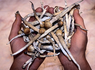 Cuộc sống càng ngày càng hiện đại và đi kèm với đó là những tệ nạn càng ngày càng tinh vi thêm. Thời của nhưng chất kích thích như cỏ Mỹ, kẹo hay thuốc lắc giờ đã lùi xa vào quá khứ. Mới đây, giới trẻ trên thế giới cũng như tại Việt Nam thịnh hành một loại ma túy mới mang hình dạng cây nấm và được gọi là "Nấm ma thuật" gây ảo giác.